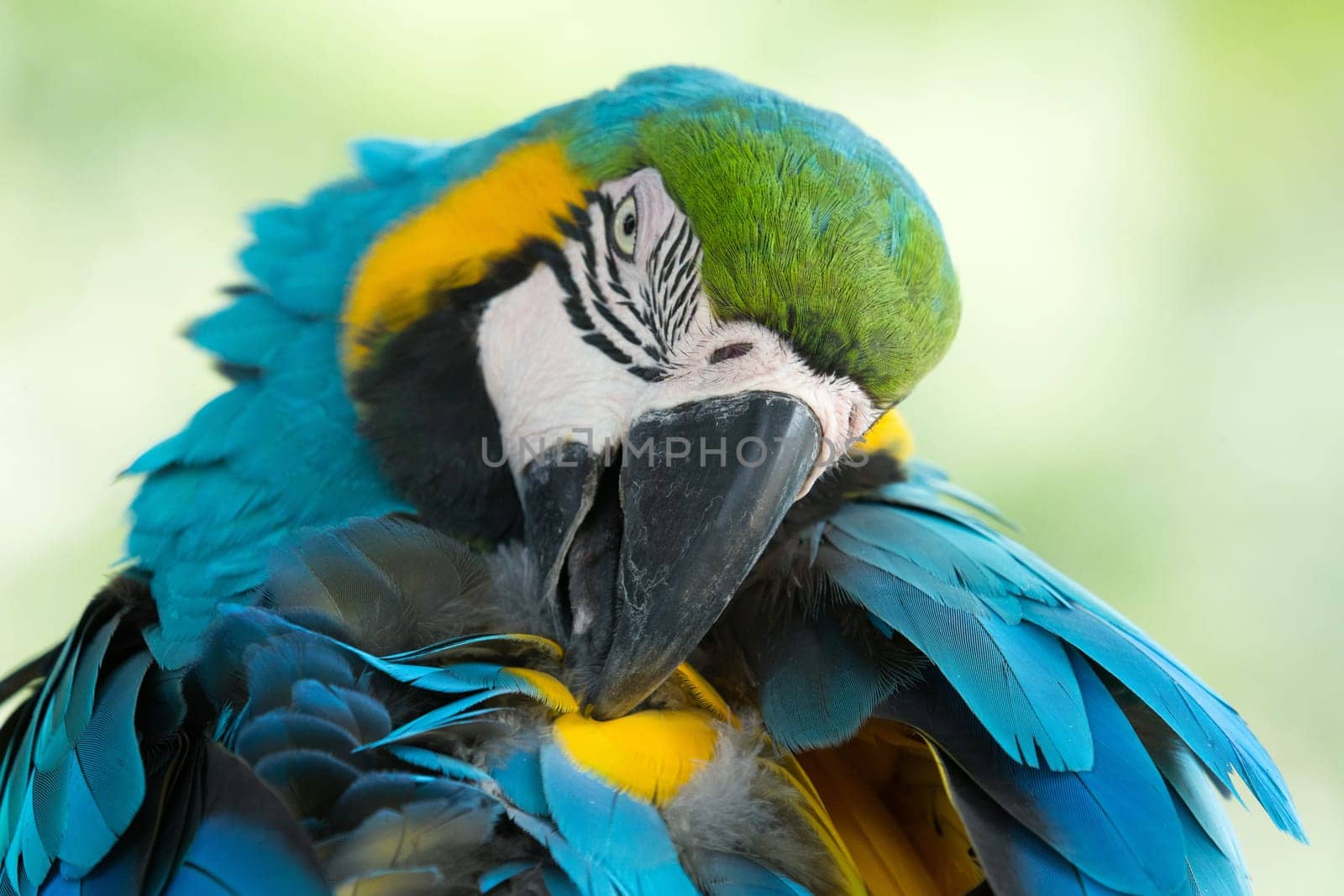 parrot bird sitting on the perch