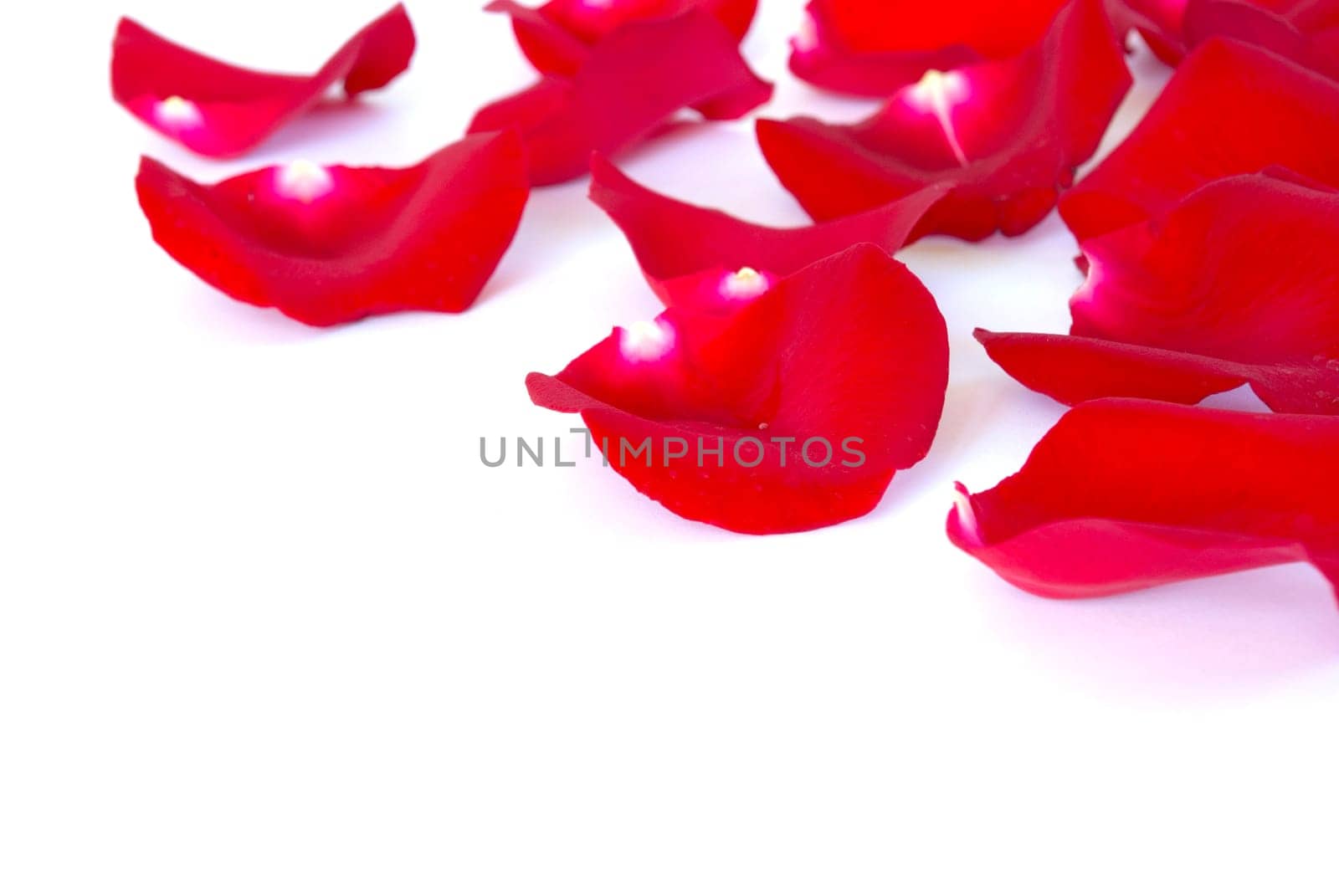 red petals isolated on a white background