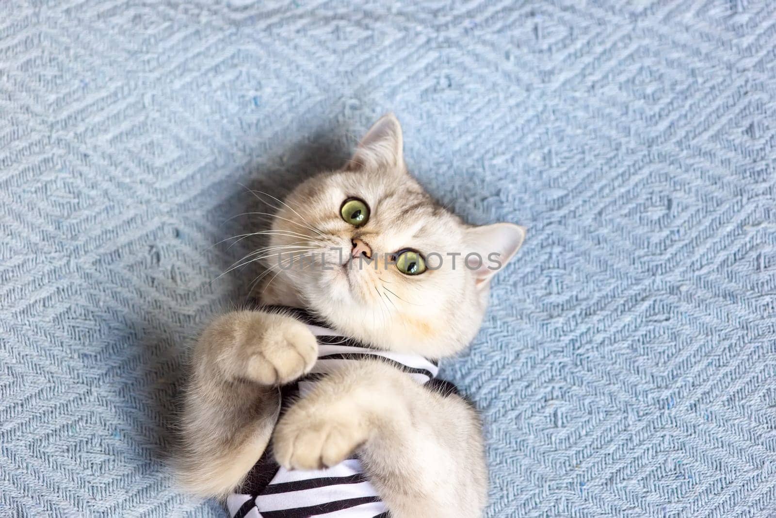 Portrait of white british cat in a striped t-shirt on a blue blanket, top view. Copy space