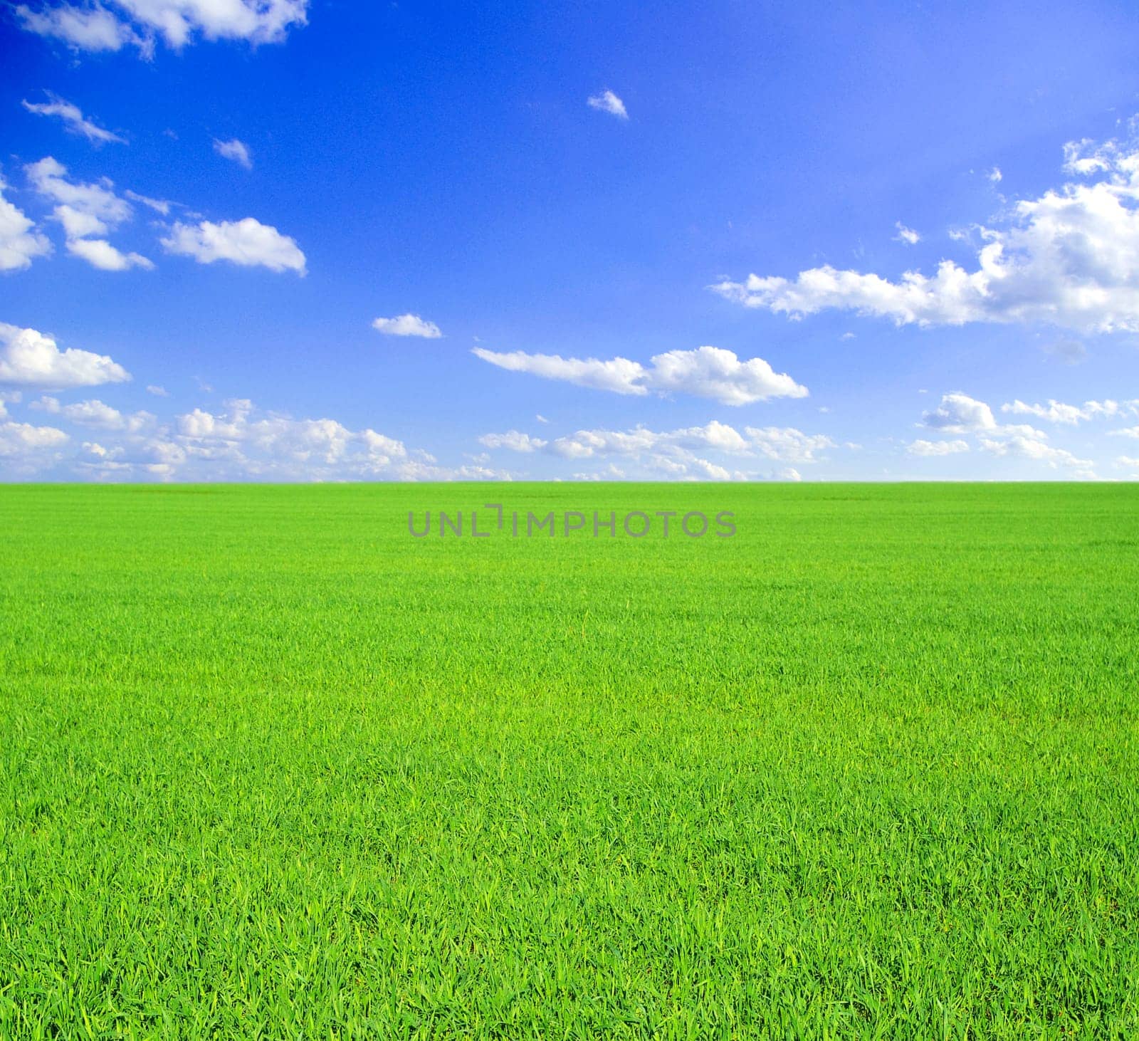 field on a background of the blue sky