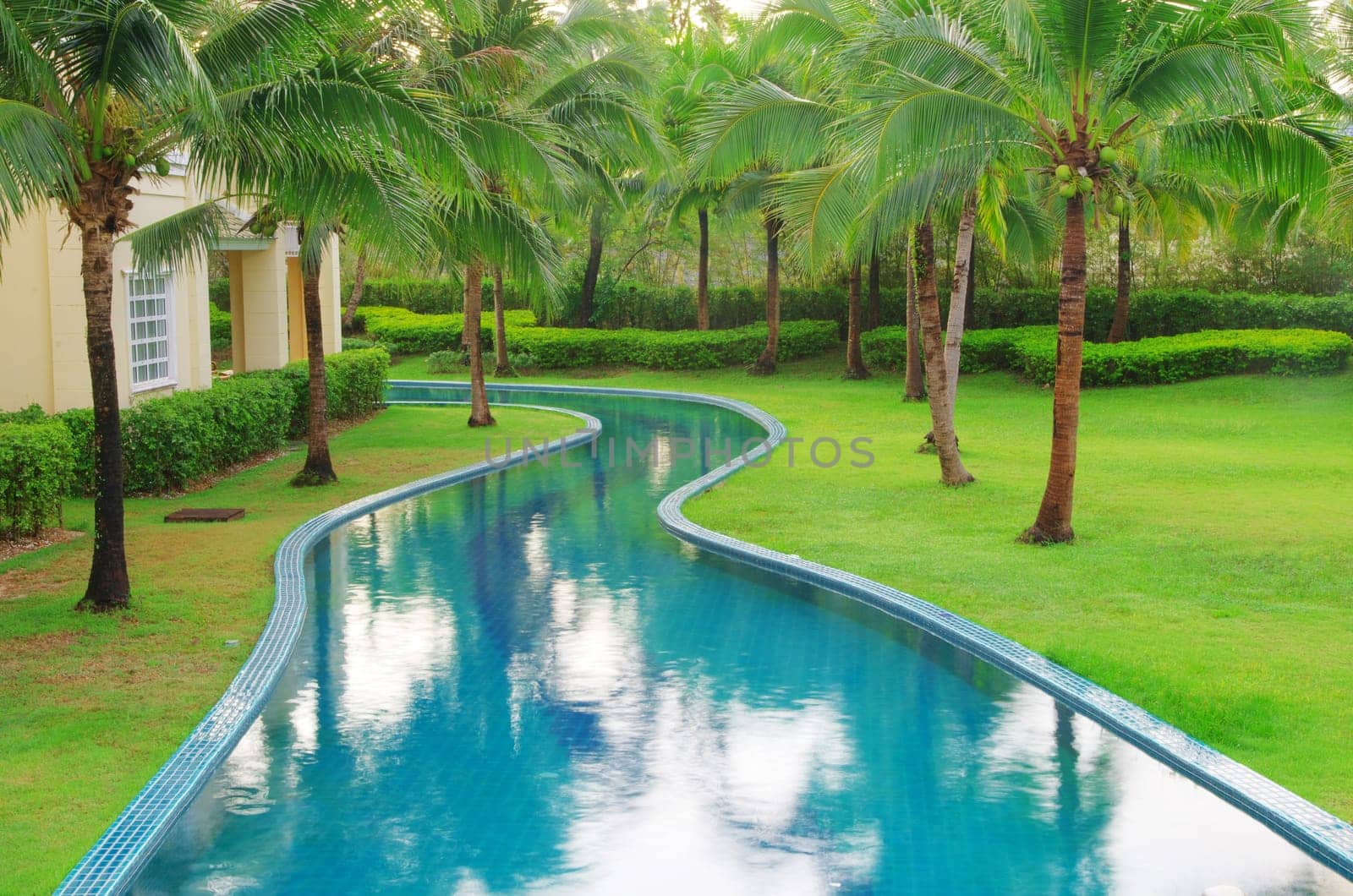 swimming pool with coconut tree and white umbrella