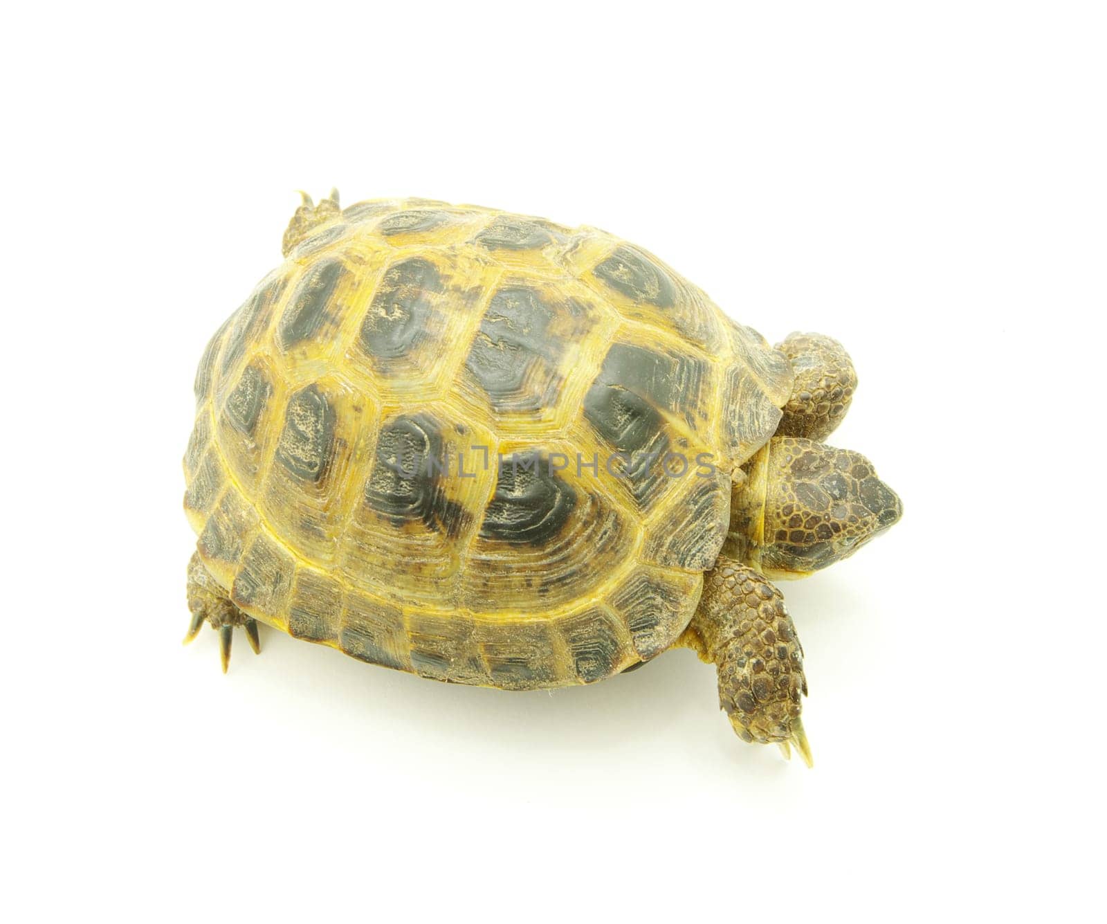 Reptile turtle isolated on white