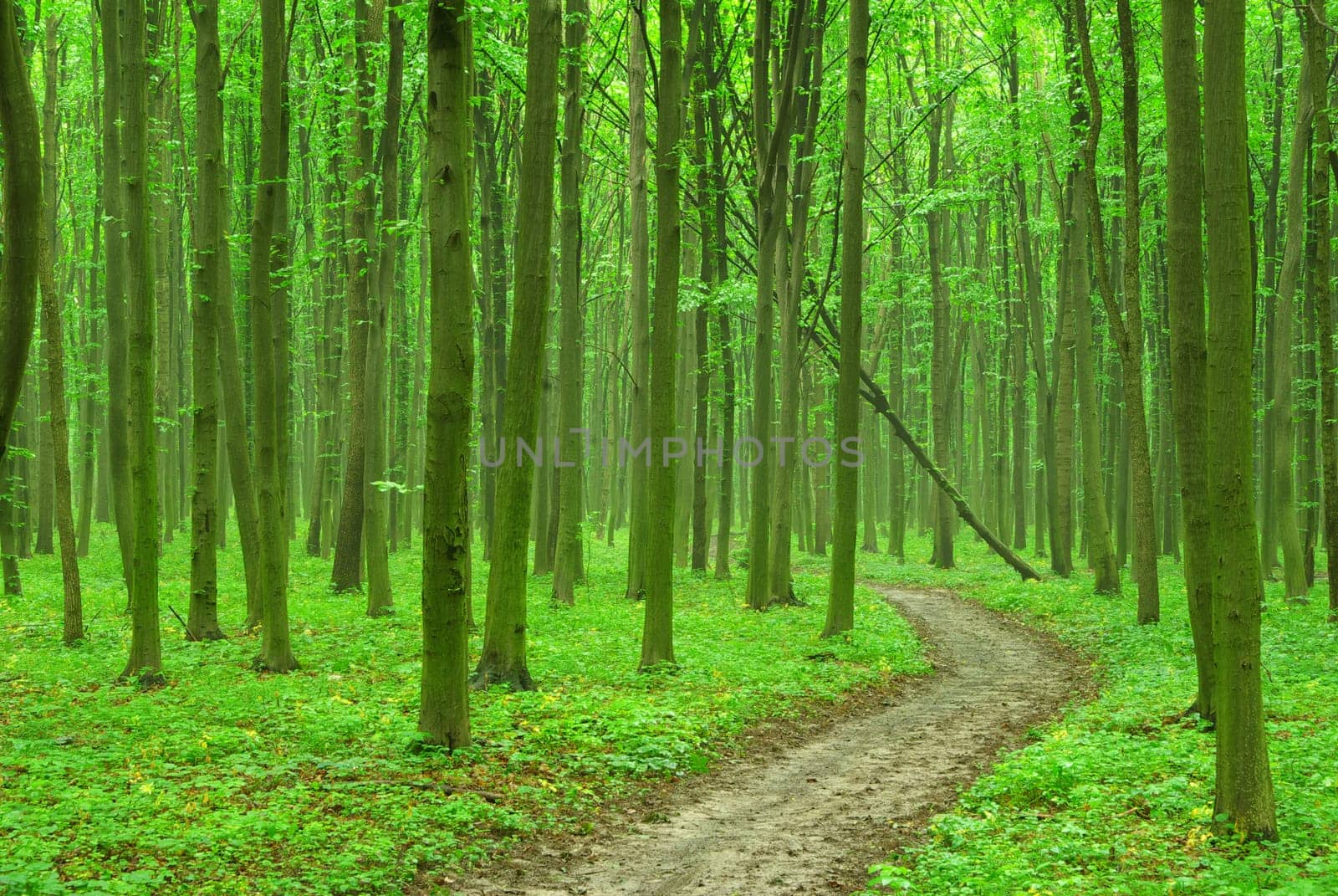 a path is in the green forest