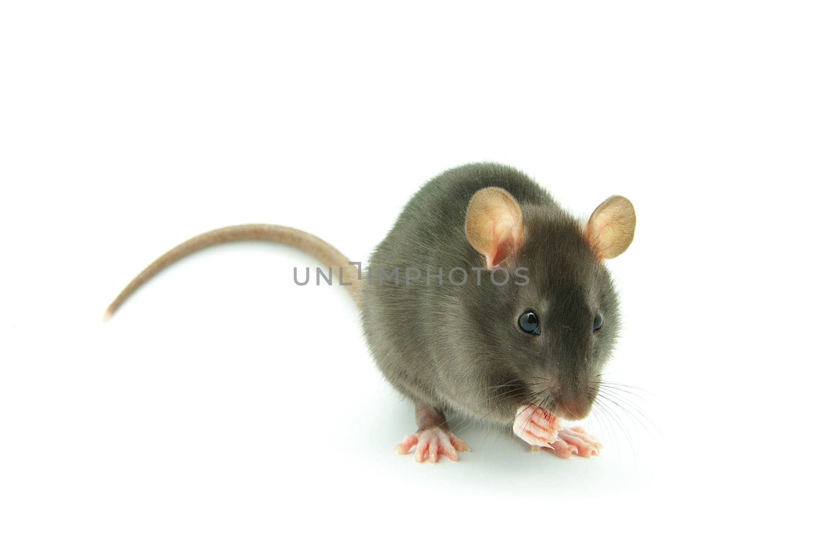 funny rat  isolated on white background
