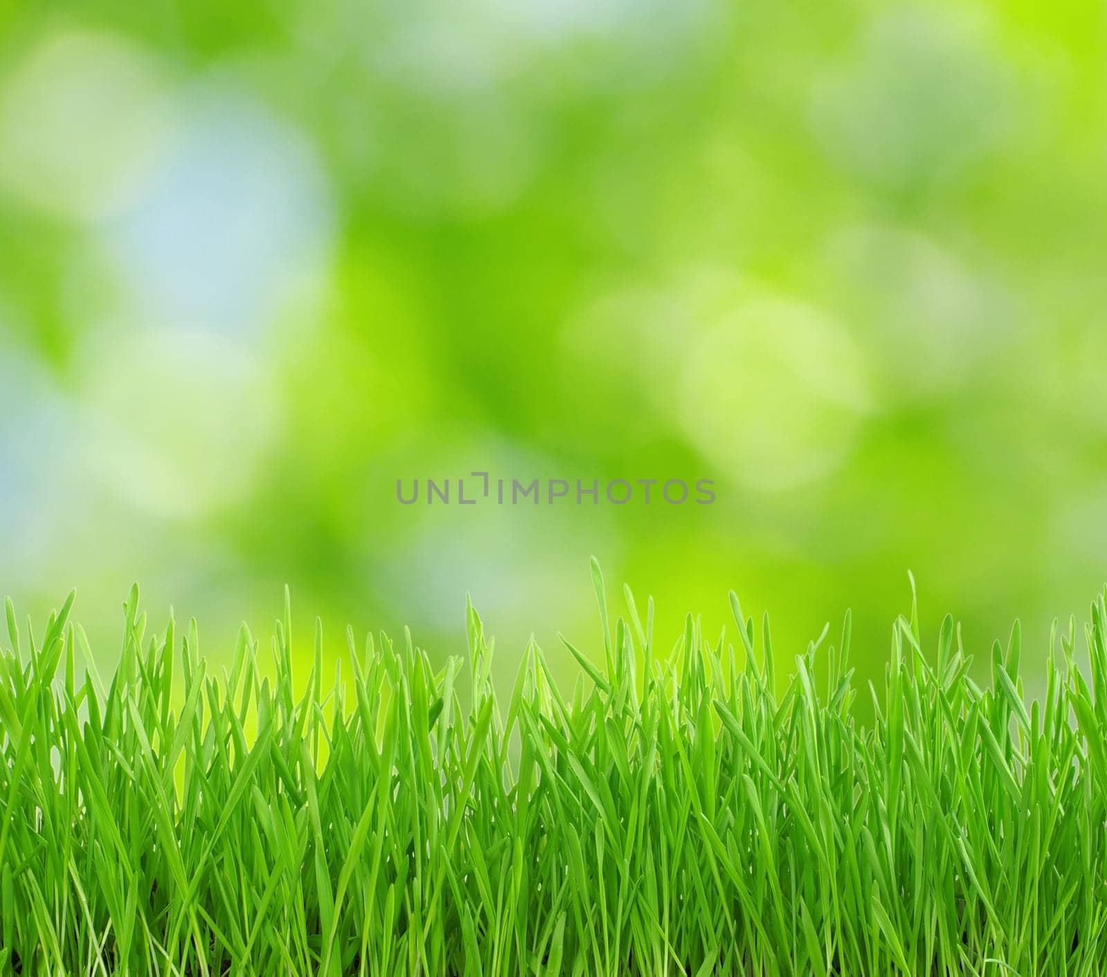 Natural green a blurred background