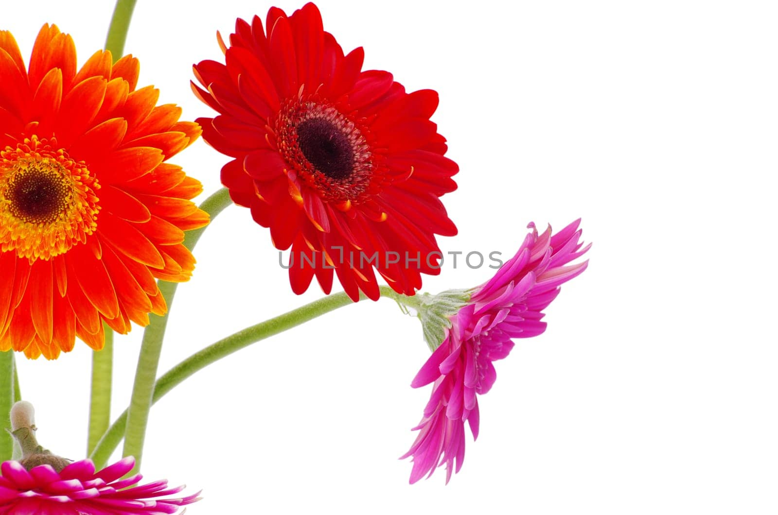 colorful gerberas on white background