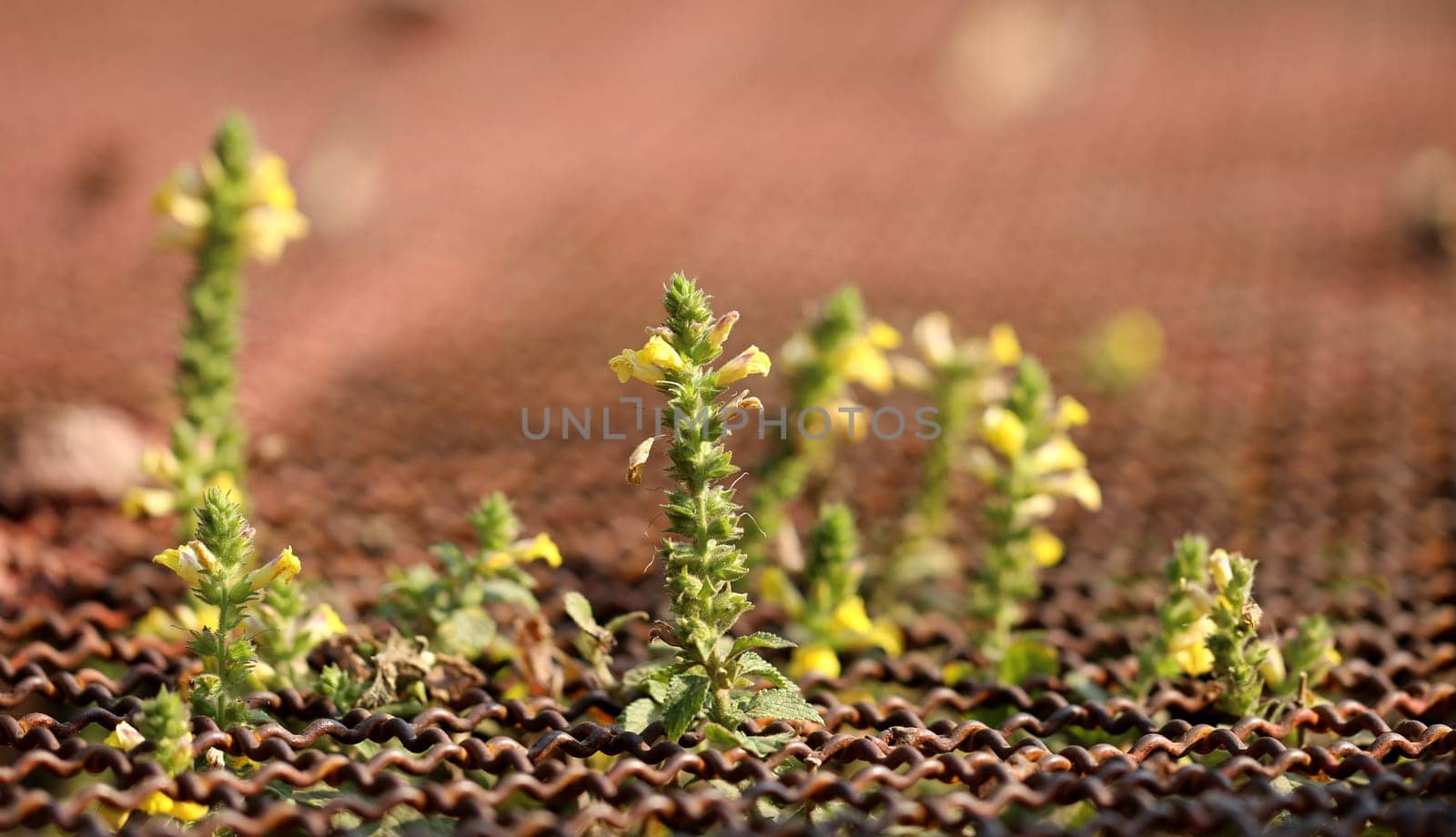 Beautiful yellow flowers photographed close up a .