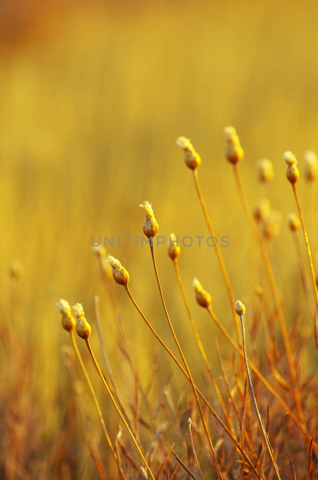 close-up plant on the field