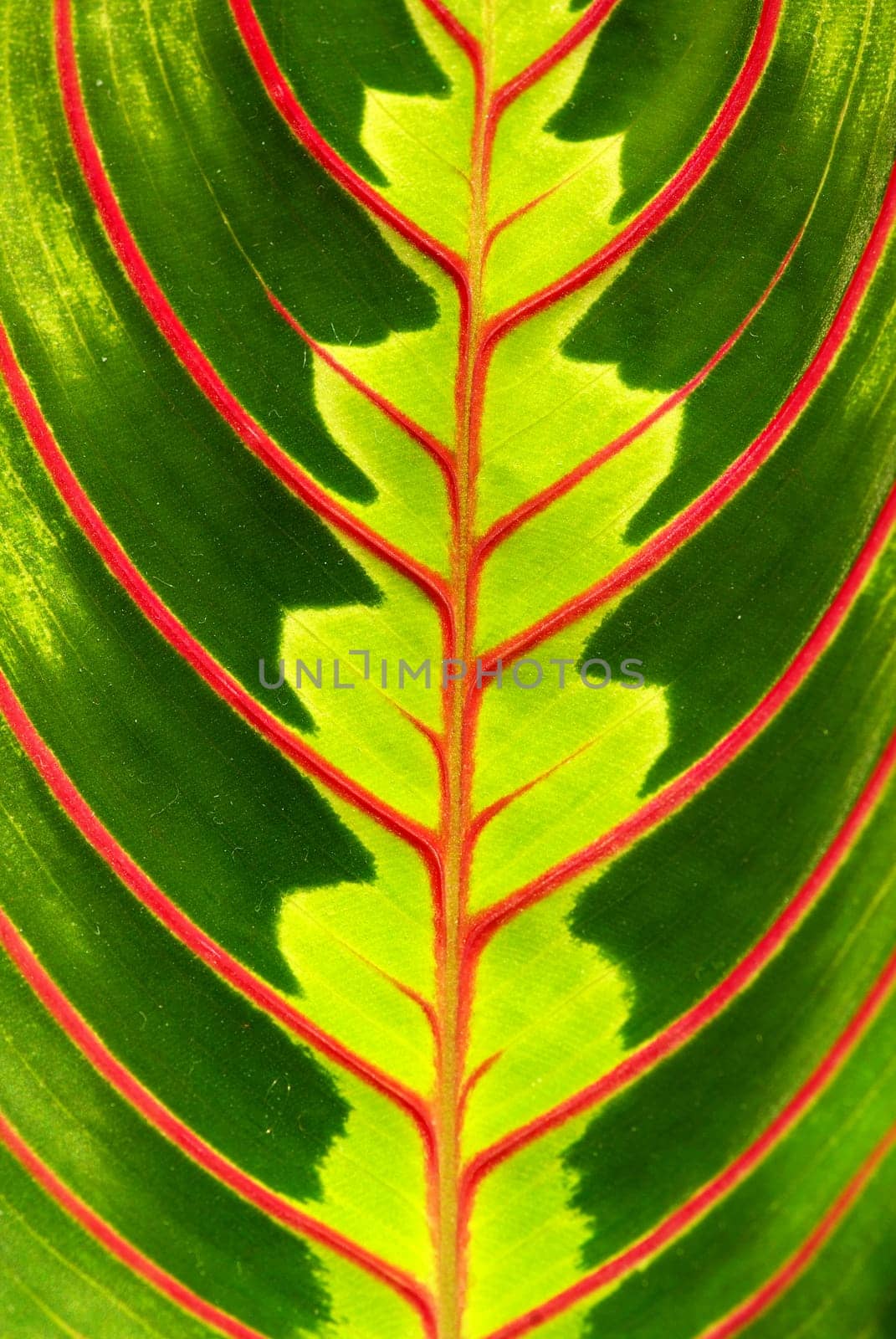 structure of leaf natural background