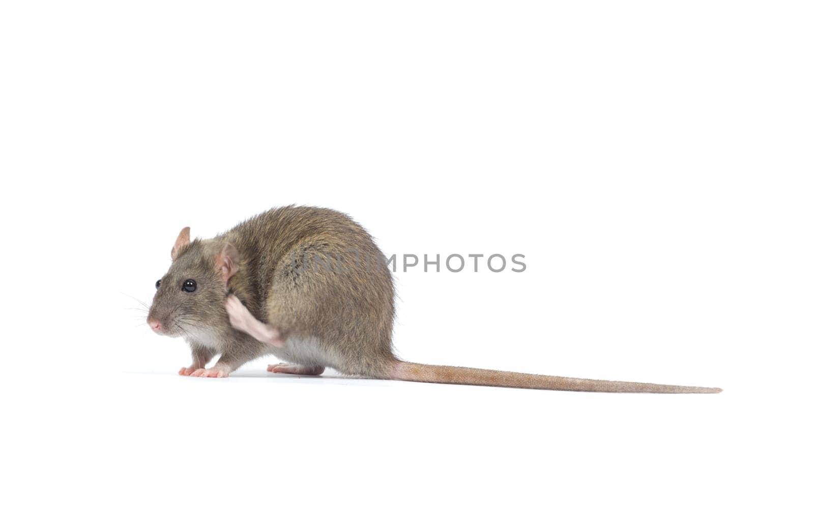 rat  isolated on white background