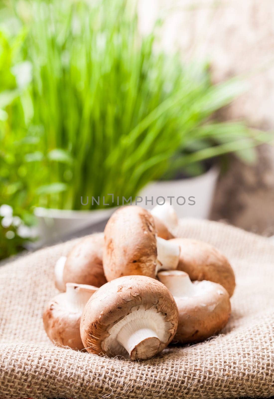 Fresh braund champignons in sunlight on a wooden table in daylight
