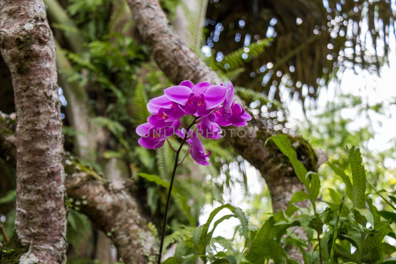Purple colored orchid phalaenopsis in full bloom in the wild in the tropics