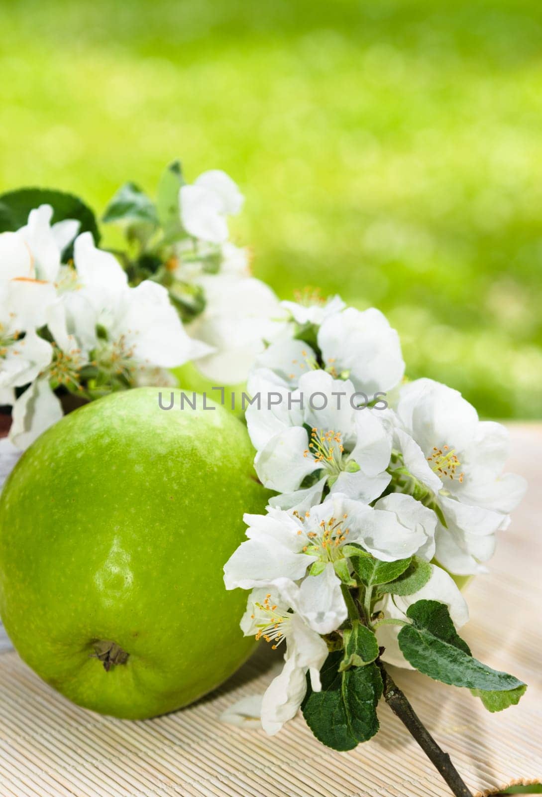 Green apple with a branch of a blossoming apple-tree close-up