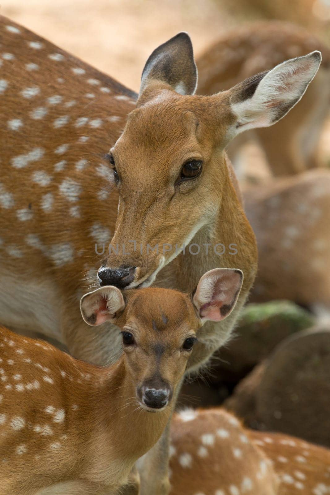 Closeup head of a whitetail deer