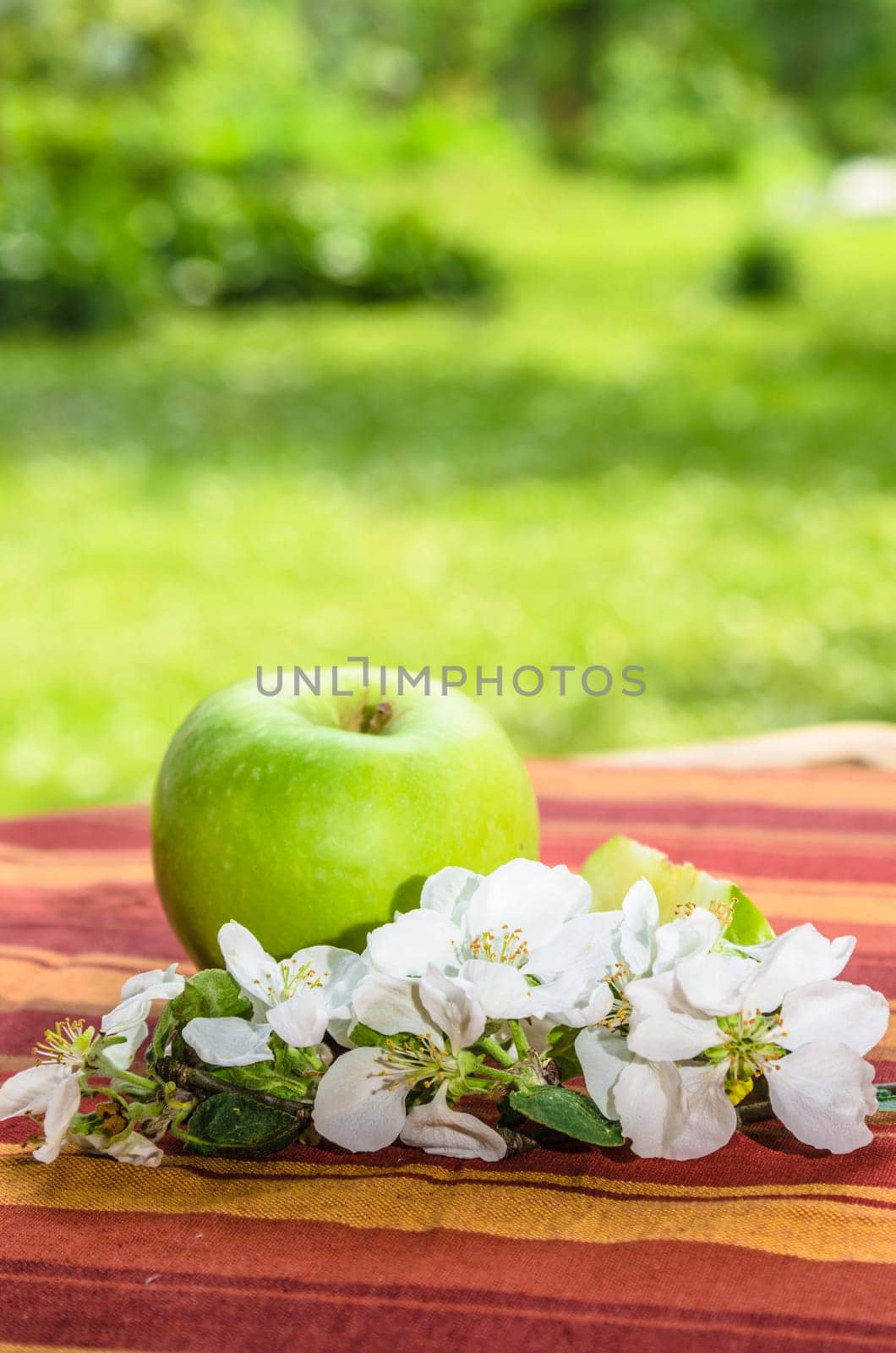 Green apple with a branch of a blossoming apple-tree
