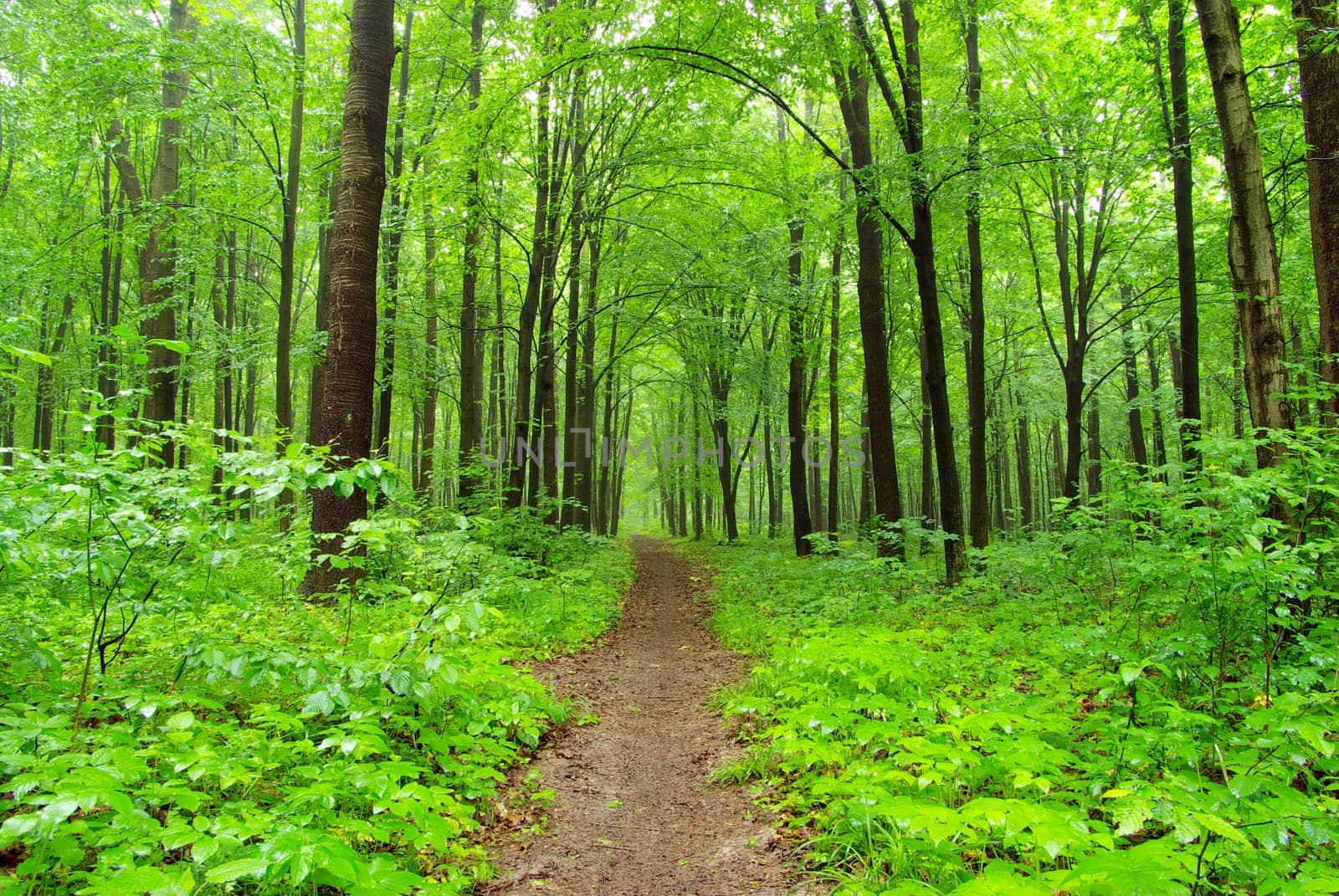 a path is in the green forest
