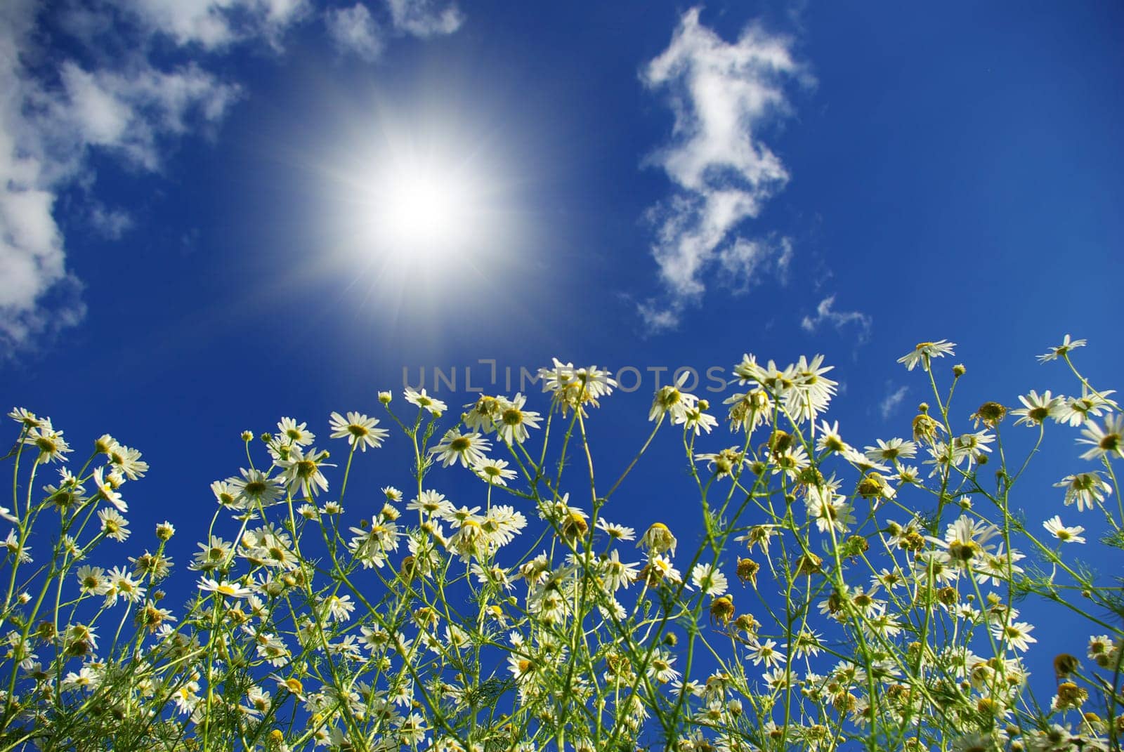 camomiles flowers on cloudy sky