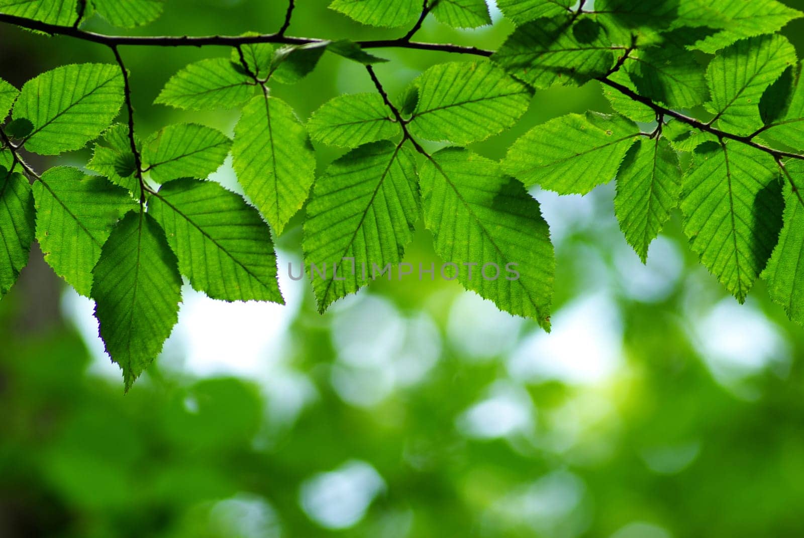 green leaves background in sunny day