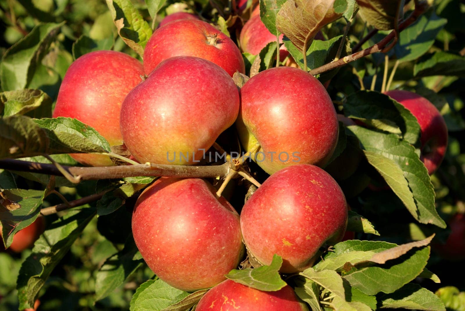 Group red ripe apple on the apple-tree