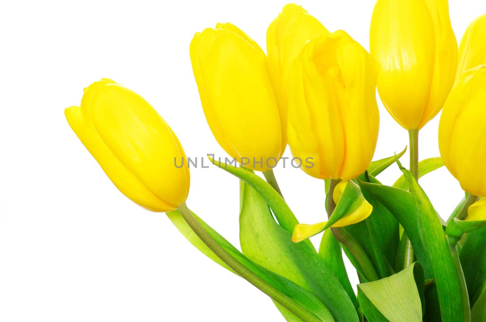 yellow tulips isolated on white background
