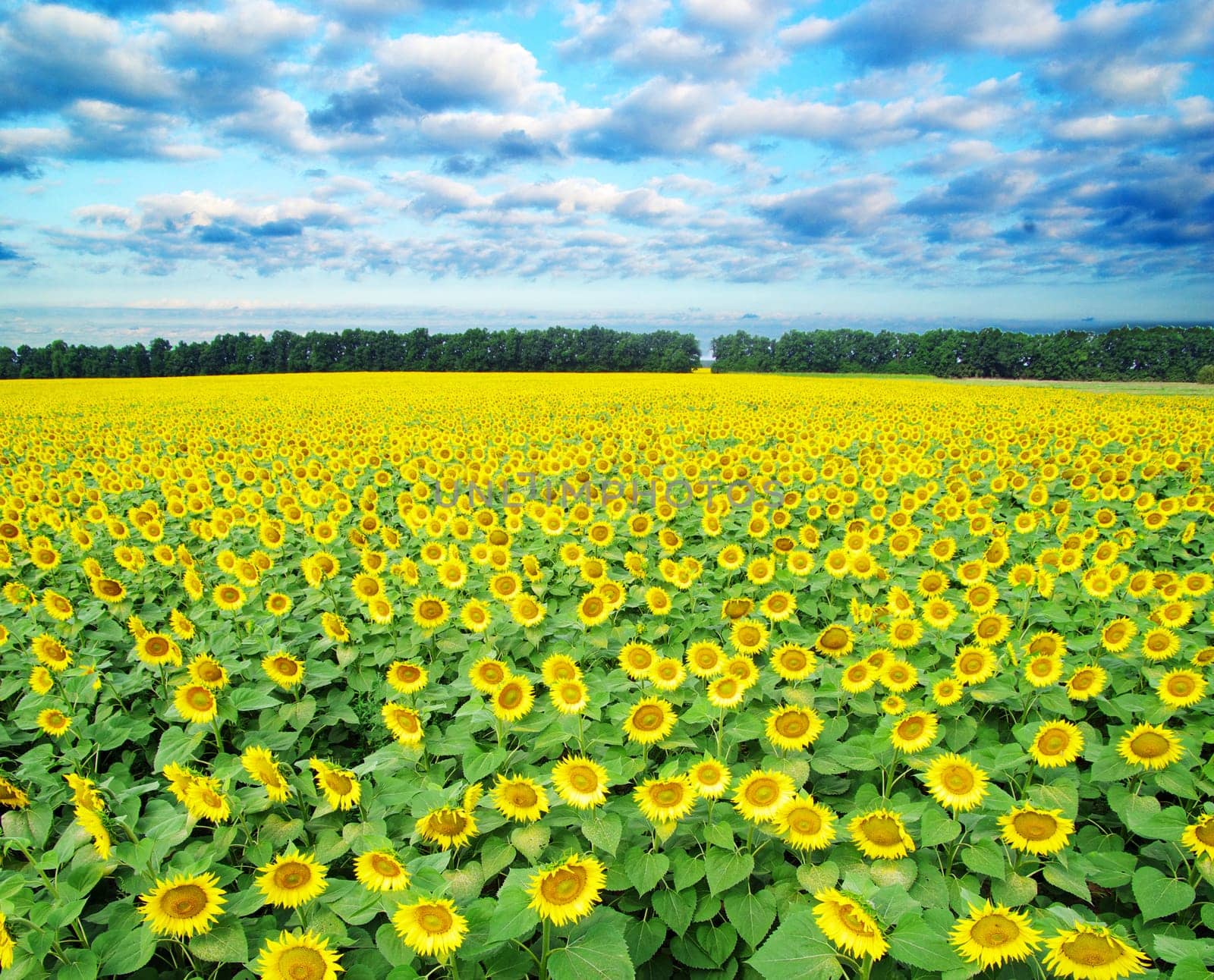 sunflower field over cloudy blue sky