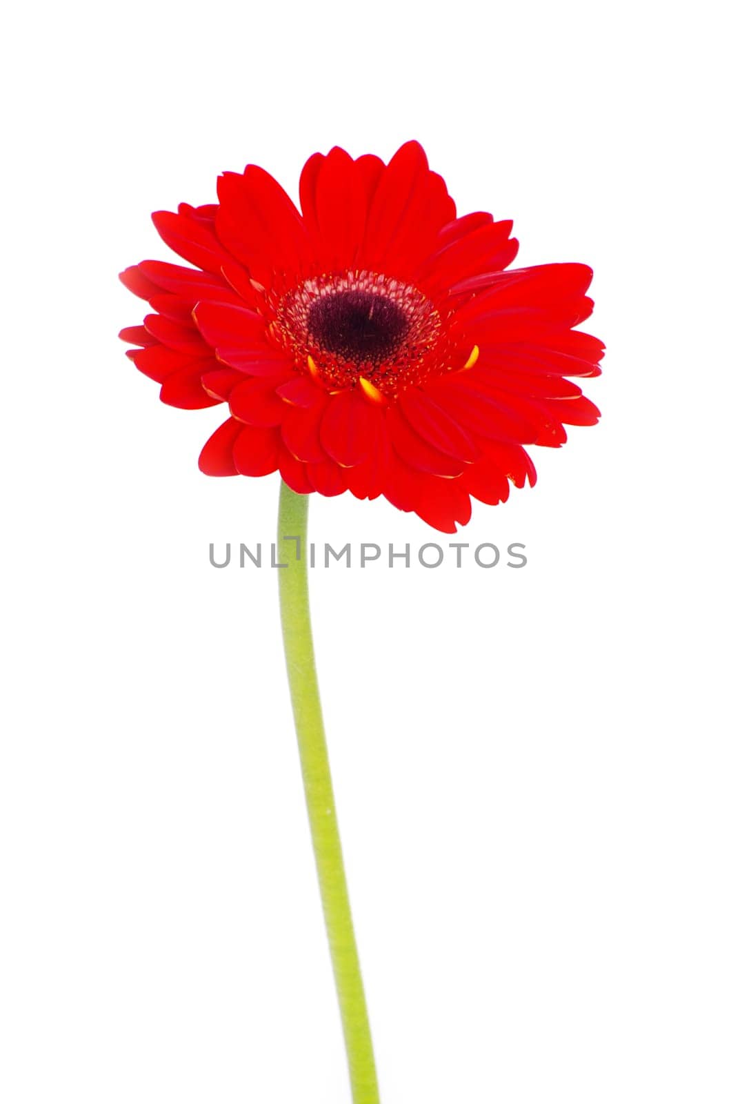 red gerbera flower closeup on white background