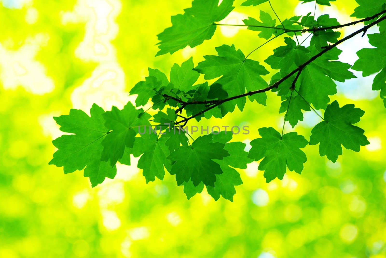 green leaves background in sunny day