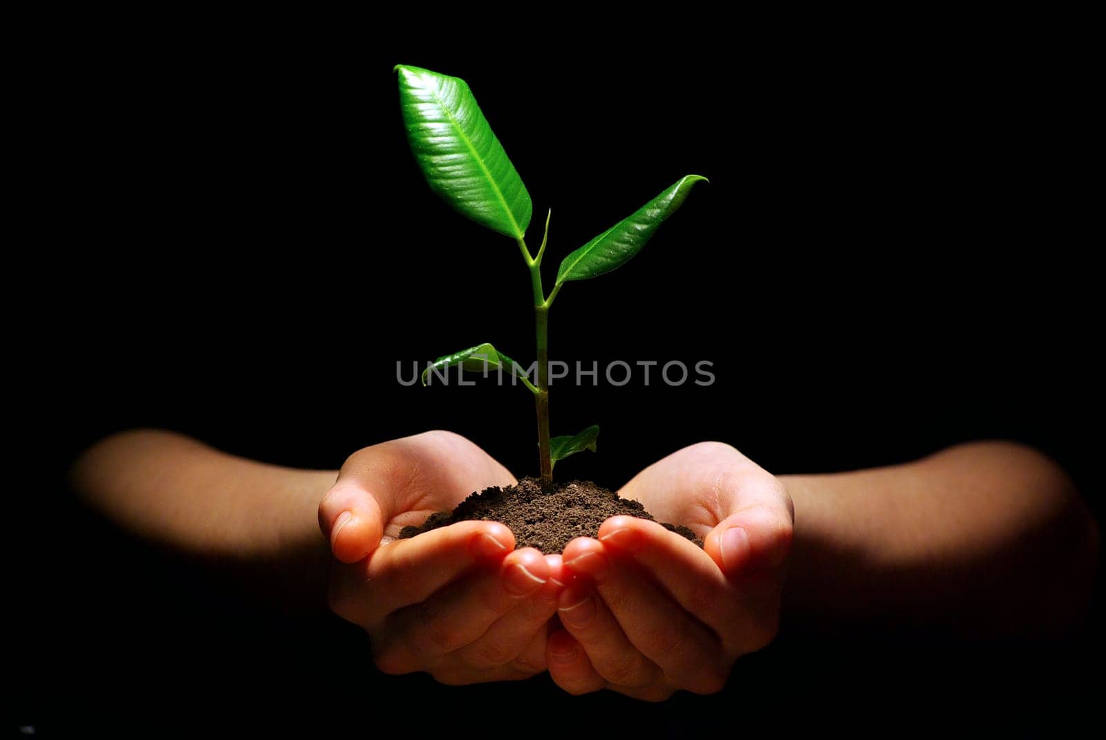 Hands holding sapling in soil on black