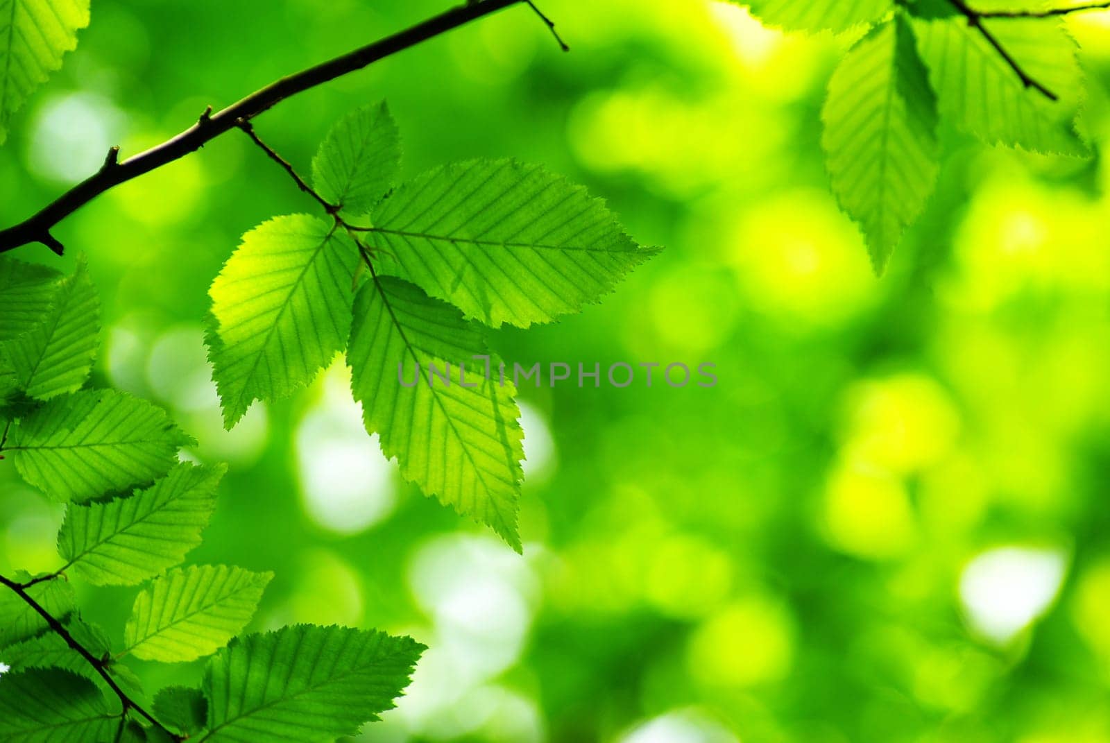 green leaves background in sunny day