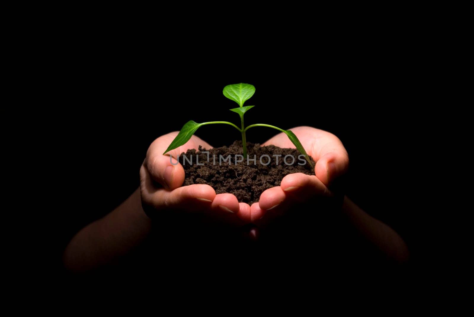 Hands holding sapling in soil