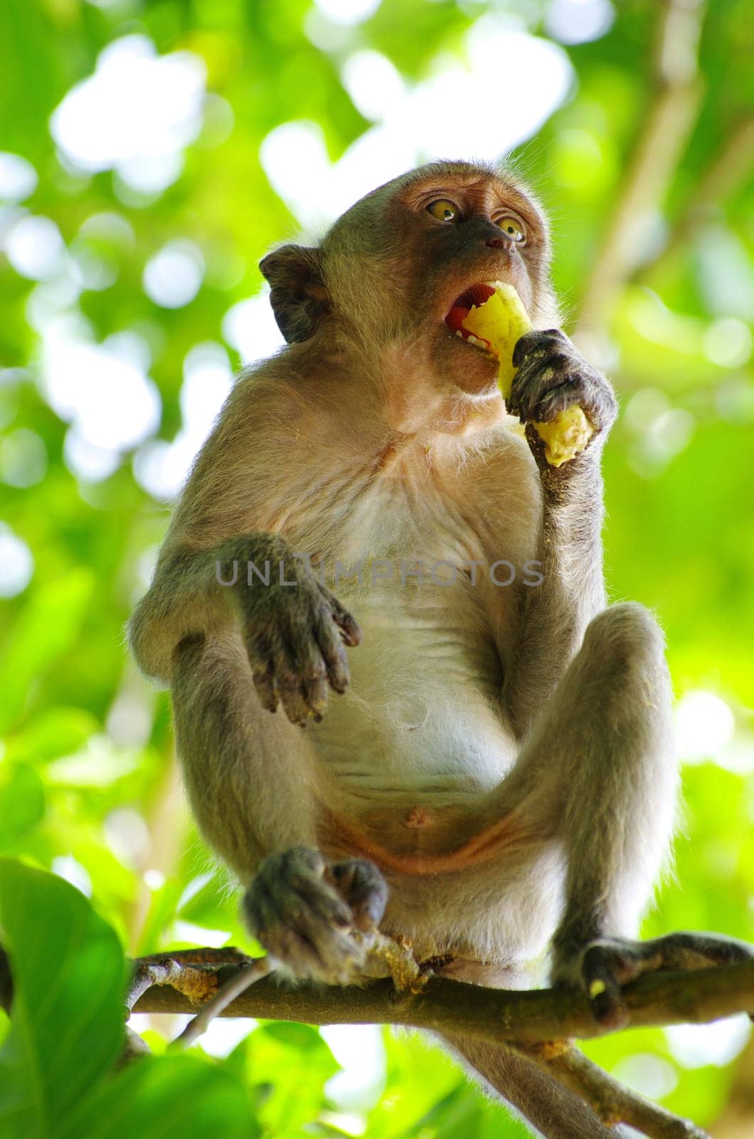 Monkey sitting on the tree