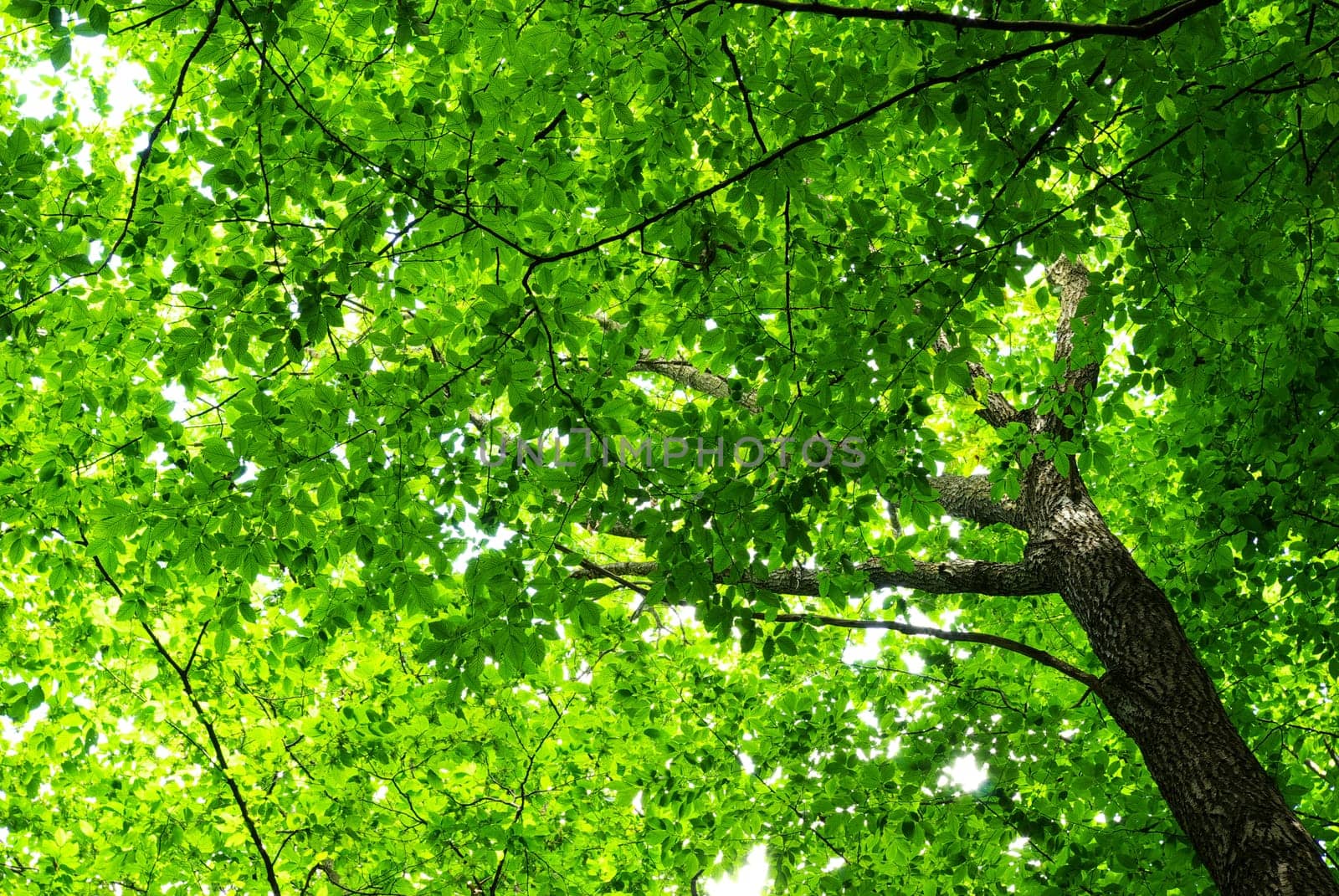 green forest  background in sunny day