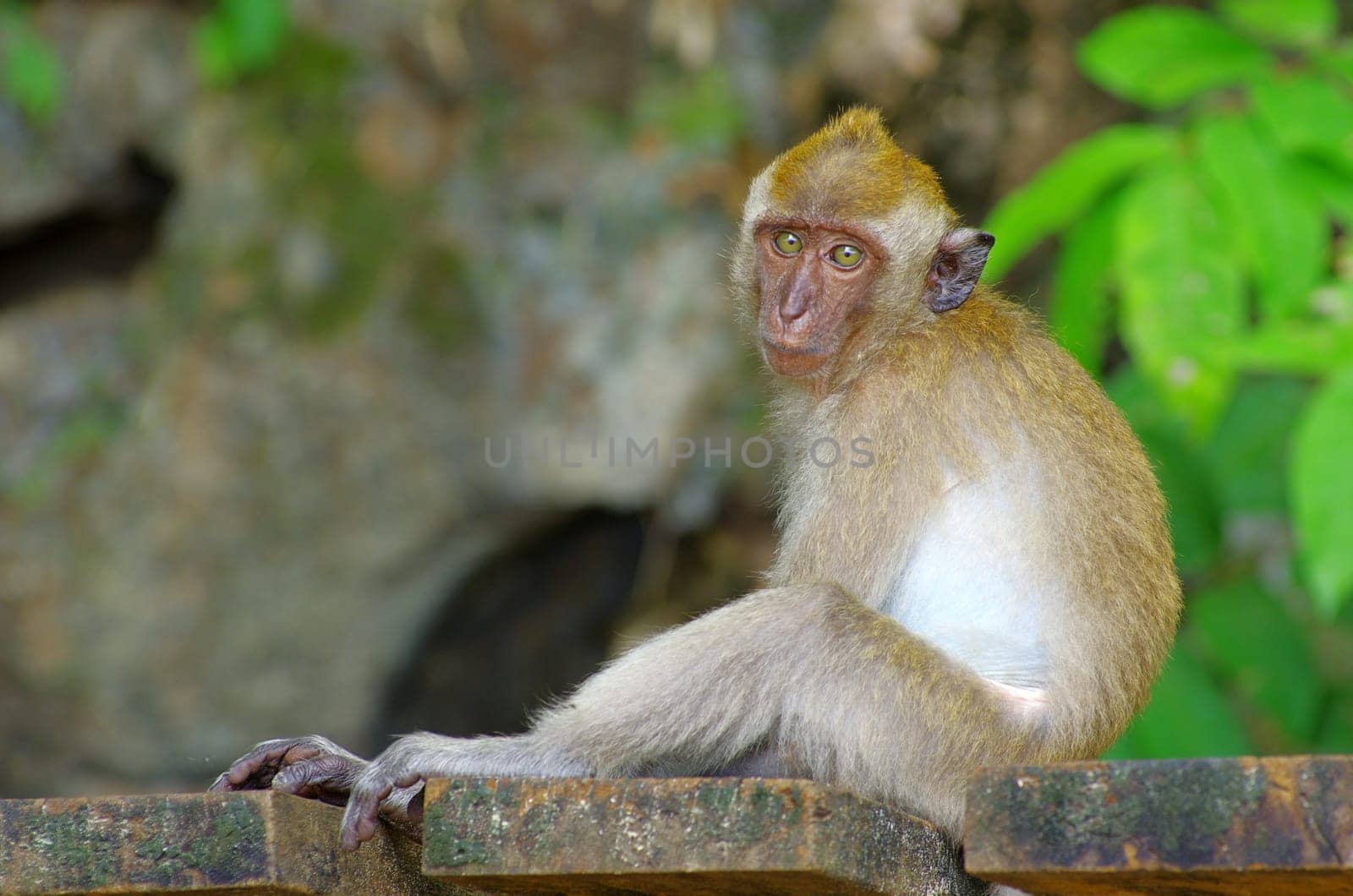 monkey sitting on the tree