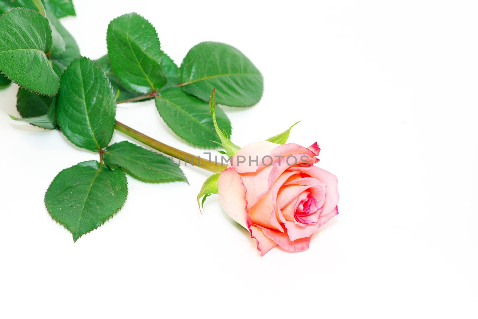 beautiful red rose on a white background