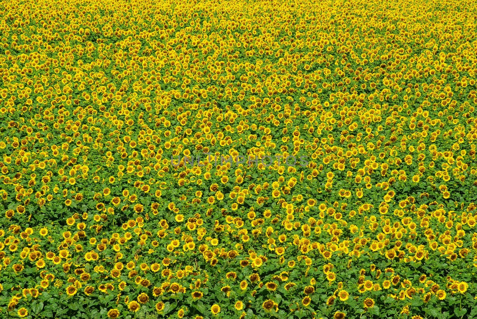 Closeup of a bright yellow sunflower