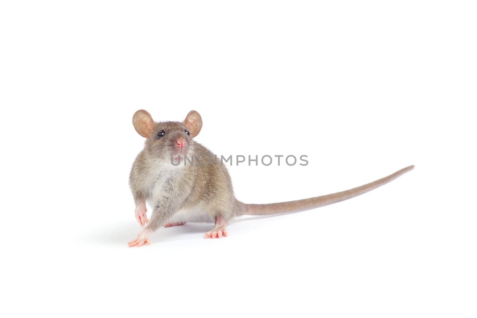 rat isolated on white background