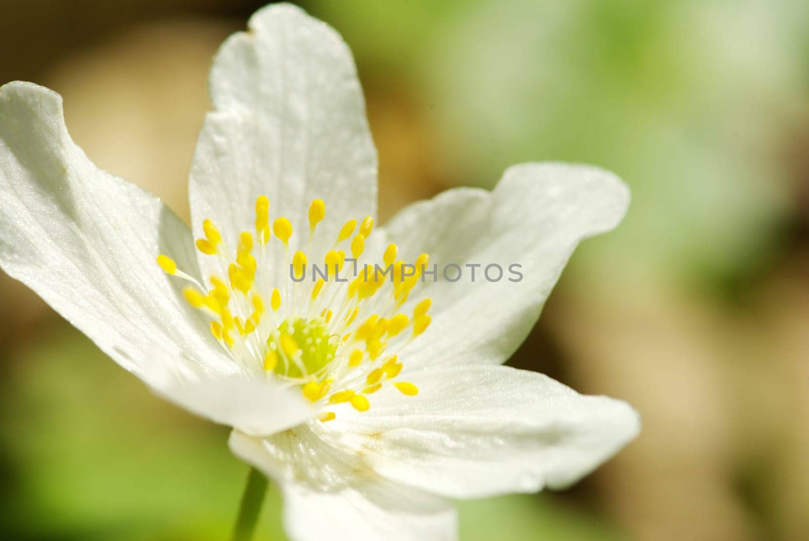 Close-up of beautiful forest white flowers
