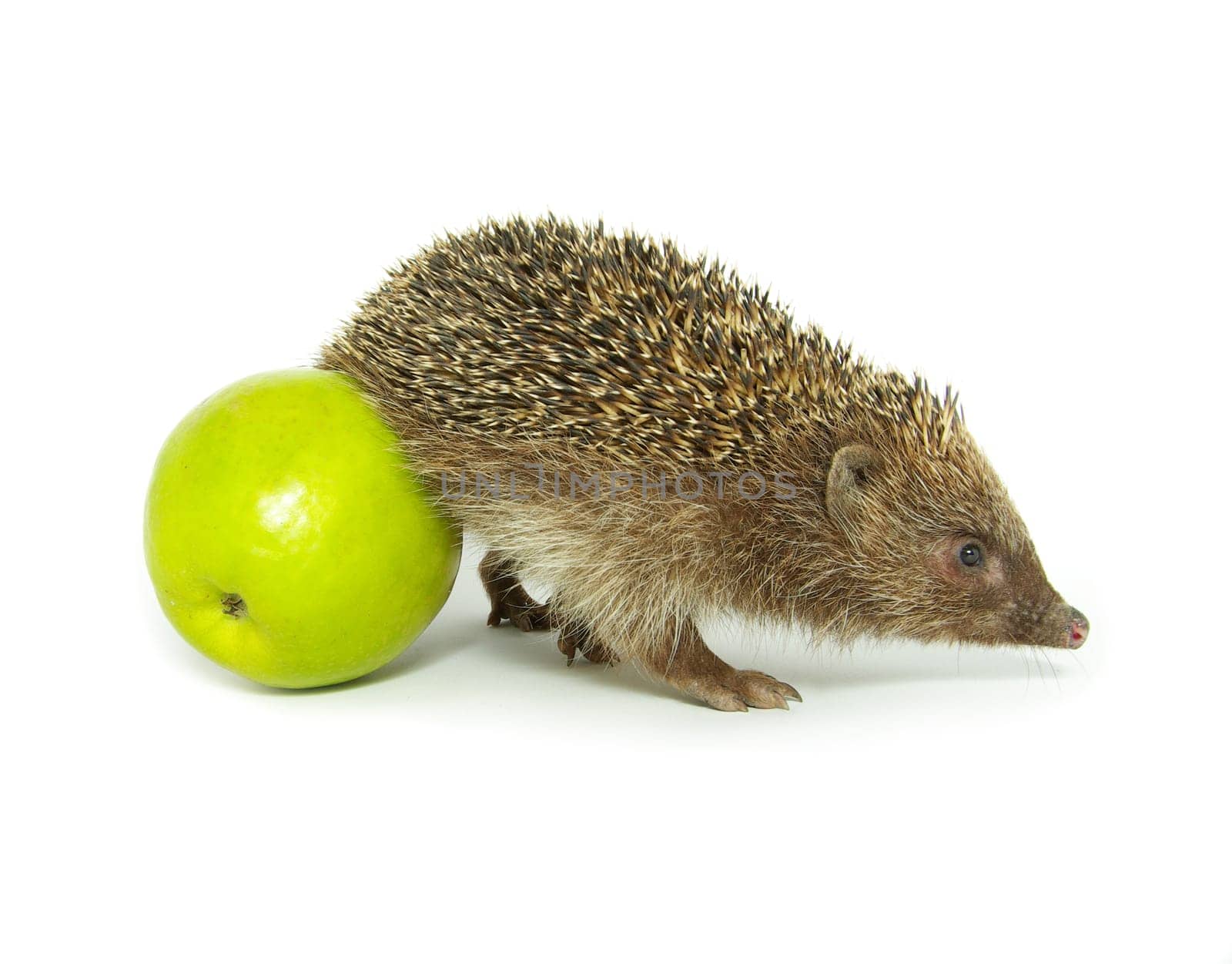 hedgehog and apple isolated on white