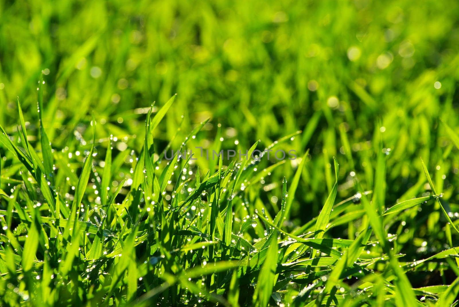 Beautiful green lawn freshly mowed