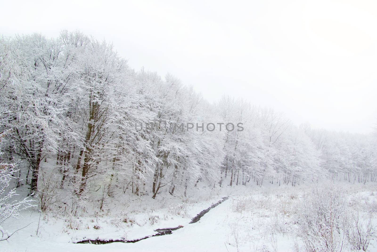 beautiful winter forest  and the road