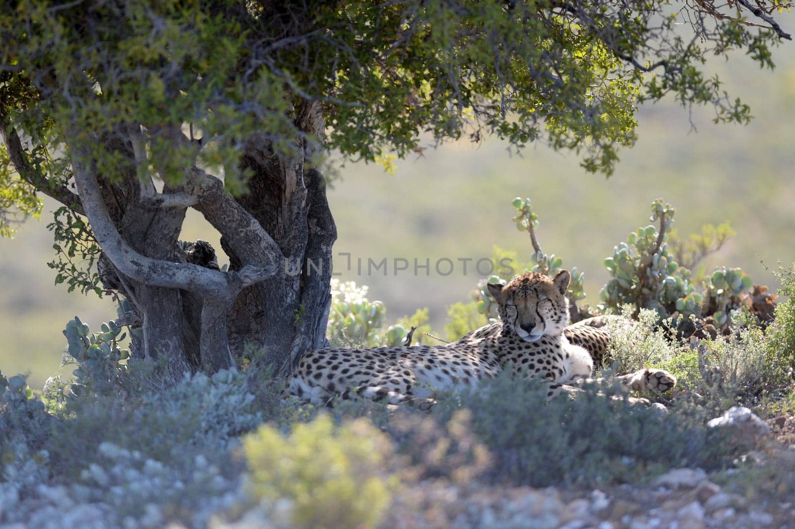 A shot of a wild cheetah in captivity