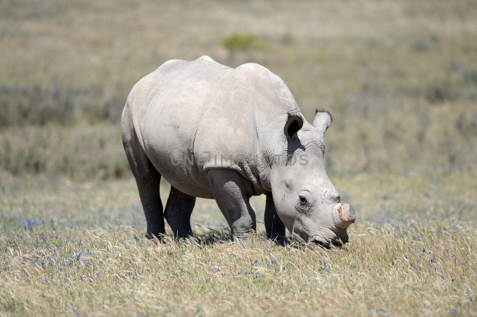 A shot of rhinos in captivity