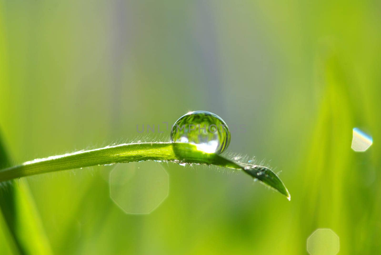 Dew drop on a blade of grass