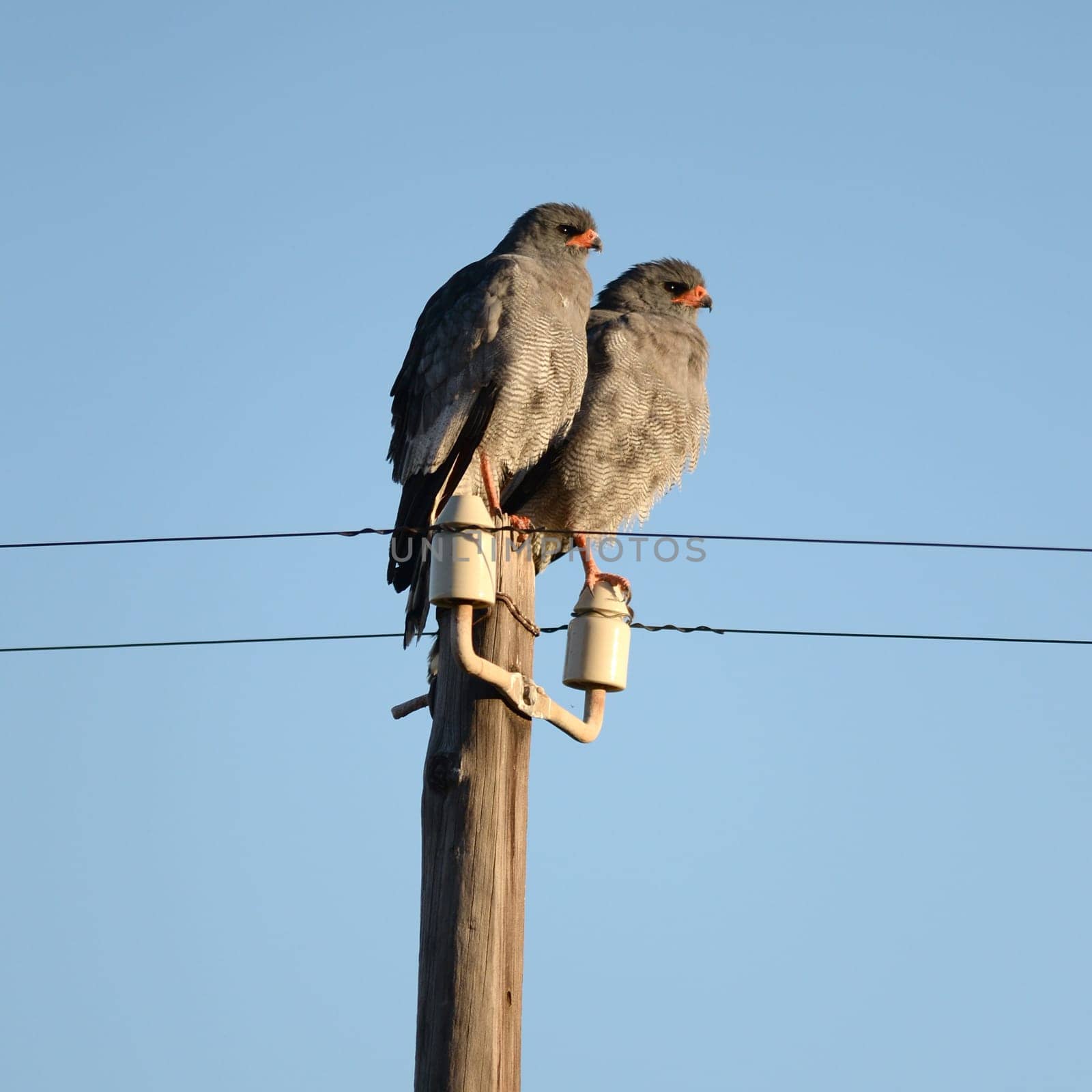 A shot of an African Harrier Hawk in the wild