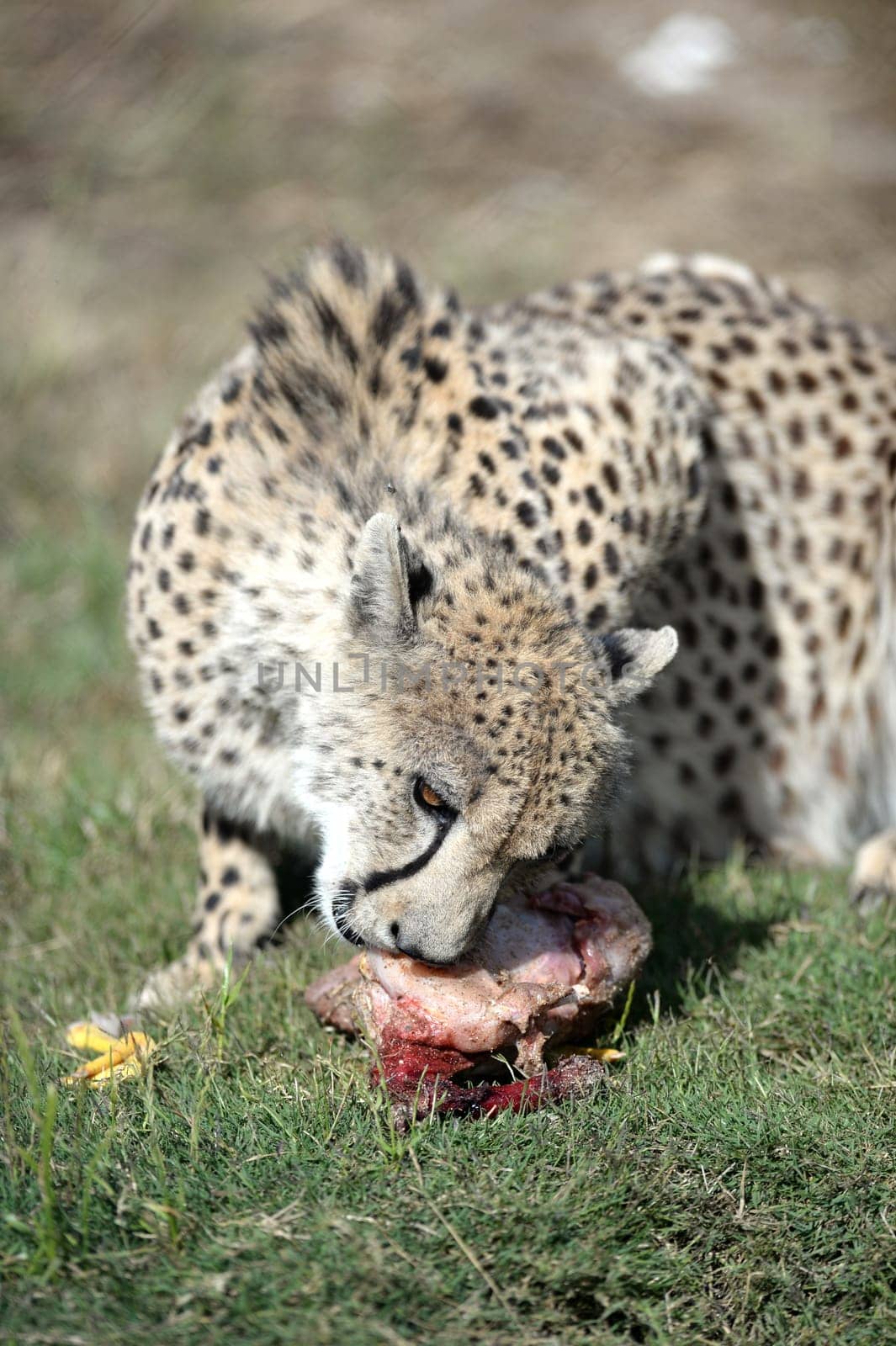 A shot of a wild cheetah in captivity