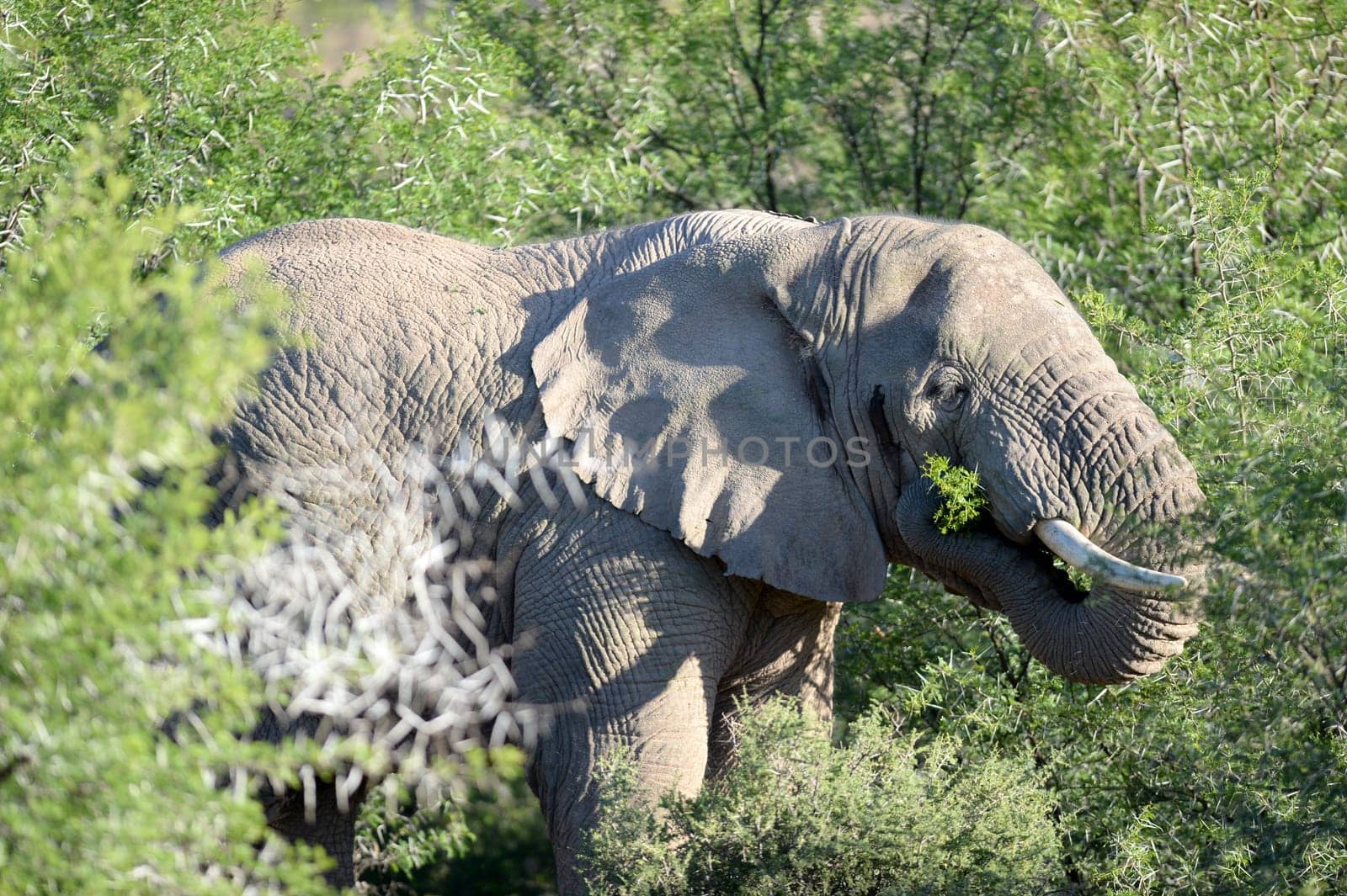 An African elephant on a rocky outcrop