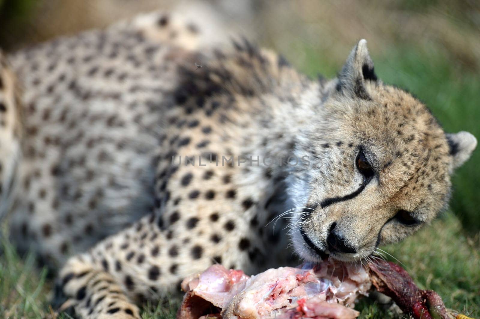 A shot of a wild cheetah in captivity