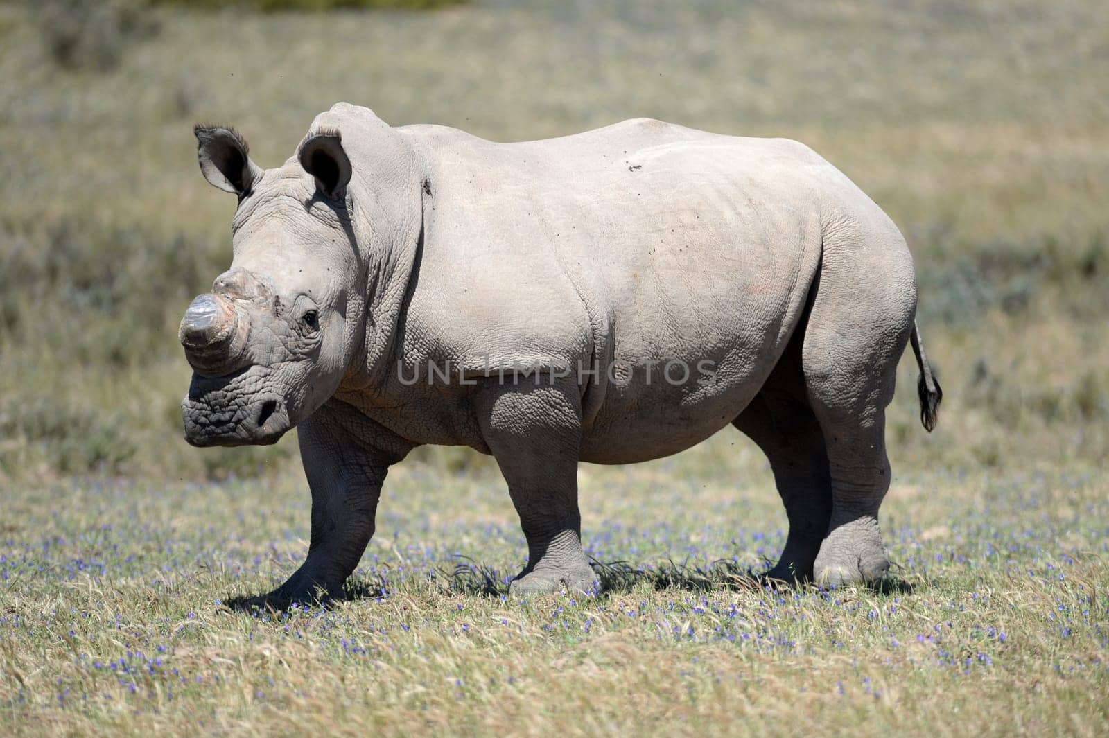 A shot of rhinos in captivity