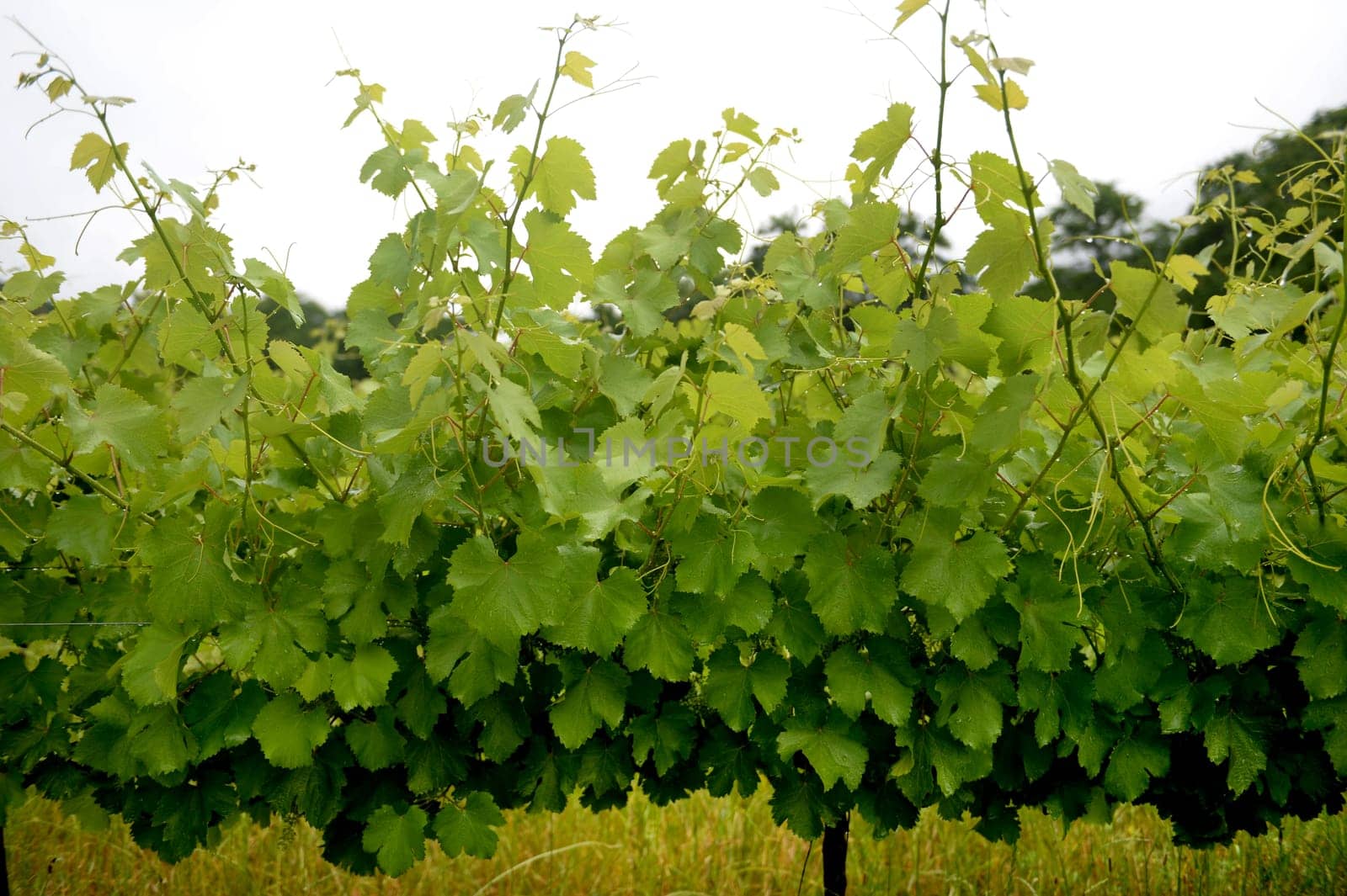 A landscape image of vineyards in South Africa