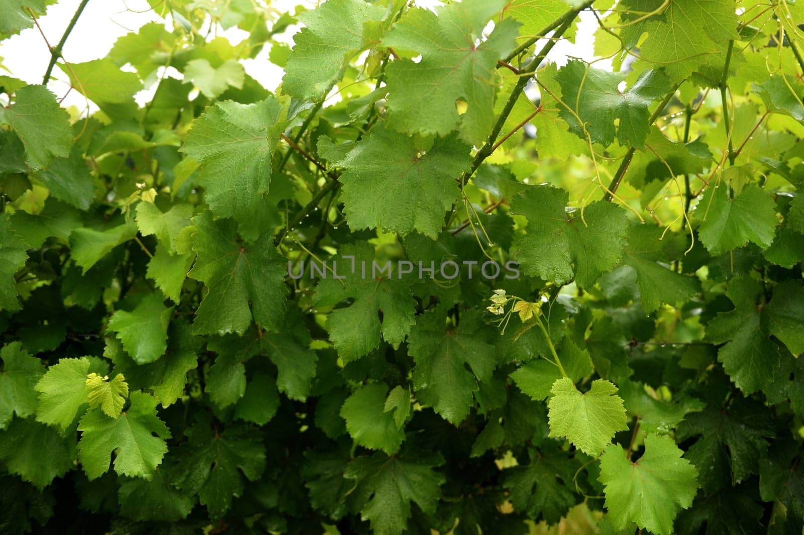 A landscape image of vineyards in South Africa